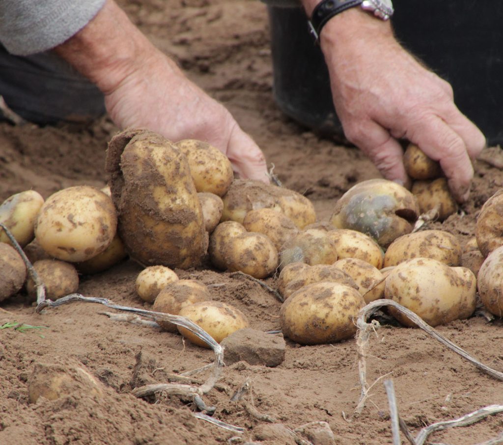 Kartoffelernte Landwirtschaft Sassen